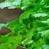 How To Grow Cilantro And Stop It From BOLTING