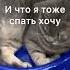 Играем в мотофайтеры с кошкой
