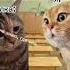 пов перезалив старого видео Cats Memes Shorts