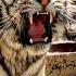 How A Tiger S Roar Can Paralyze Its Prey