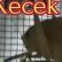 Suara Walang Kecek Jernih Dan Cocok Master Burung Kicau