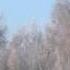 Утренняя кормежка тетеревов Black Grouse Lyrurus Tetrix L