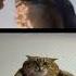 король Лев Король Кот