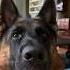 I M Looking For A Man In Finance Dog