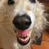 YAAAAA Borzoi Dogsofyoutube Dogs Borzoimeme Letmedoitforyou