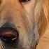 Hyperrealistic Portrait Of A Golden Retriever At The Beach