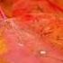Ilya Golitsyn Leaffall Wmv