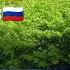 весняночка на 3 языках