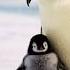 The Secret Behind The Resilience Of A Small Penguin Family Documentary Wild Lives