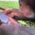 Everybody Loves Smart Phone
