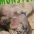 What WAS The Montauk Monster