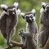Лемуры ЛемурыМадагаскара Lemurs MadagascarLemurs Мадагаскар Madagascar нейросеть факты