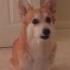 Molly The Corgi Howling