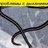Топ 5 самых опасных ЗМЕЙ на Бали бали жизньнабали балиблог змеи баливлог