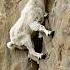 Climbing Master The Fearless Mountain Goat