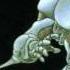 Guyver Out Of Control OST 05 GUYVER VS GOREGOAL UNIT No Nazo