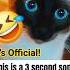 OFFICIAL STATEMENT 3 Second Song VERIFIED Cat Kitten Meow Siamese Dailyshorts Shorts