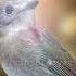 Morning Birdsong In Sunrise Forest Relaxing Nature Sounds For A Peaceful Start Birdsong
