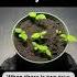 How To Grow Kiwi From Store Bought Kiwi