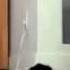 Funny Animals Attack Funny Animals Hump Humans