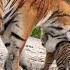 The Amur Tigress Hides Her Baby Taigan