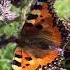 Butterfly Beauty コヒオドシ Ortiguera