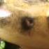 Lyciasalamandra Billae