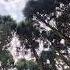 Pine Forests Travel Nature Forest Beauty Love Mountains