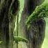 DEEP FOREST Forest Hymn Long Ambient Version