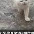 Cat It S Cold