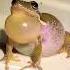 Frogs Sound Shorts