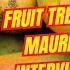 Interview With Fruit Tree Legend Maurice Kong Rare Mango Varieties
