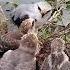 Black Winged Kite Birds BirdsOfInstagram BirdLovers WildBirds PetBirds BirdTok Popular On TikTok24