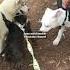 Pitbull Americanbully Lasvegas Miniaturepinscher Pitbullpuppy Amstaff Sarcasticknocker Bully