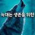 늑대와 강아지의 차이 늑대 강아지 동물