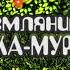 Травушка Муравушка Земляника