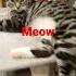 The Meow Cat