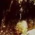 WOLVES IN THE THRONE ROOM Celestial Lineage Official Audio