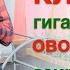 Выбираю сладкую клубнику идеальные огурцы овощи в кашпо и гигантская трава