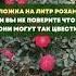 Ложка на литр розам и вы не поверите что они могут так цвести цветы сад