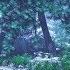 Rain Sounds In Woods For Sleeping Or Studying Rainstorm White Noise 10 Hours