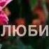 Розы на морозе