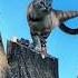Kung Fu Cat