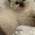 кошечки хорошие 3 коттки кошечки милые пжврек