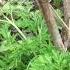 Parsley After Winter Petroselinum