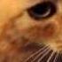Tiger Tony Now Frank Foster Kitty Wait For It Such A Sweet Meow
