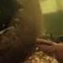 My Red Tail Catfish Ate My Silver Arowana