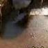 SAVE OUR PLANET Factory Farming Worsens Livestock Disease Impacts