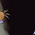 FNF Dead Hope Sonic Tails Knuckles Cover Puffu777 Demo