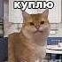 не урыл а закопал рек котики Youtube